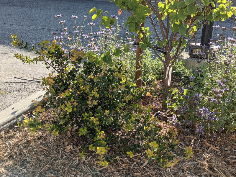 Monrovia Native Plant Demonstration Garden