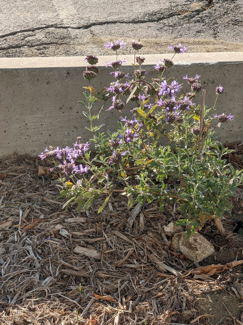 Cleveland Sage (Salvia clevelandii)