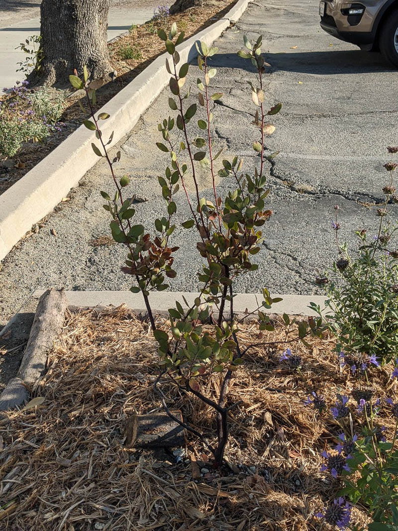 Manzanita