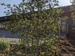 Monrovia Native Plant Demonstration Garden