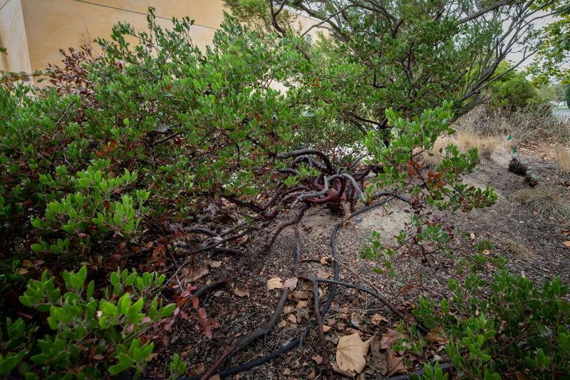 Manzanita
