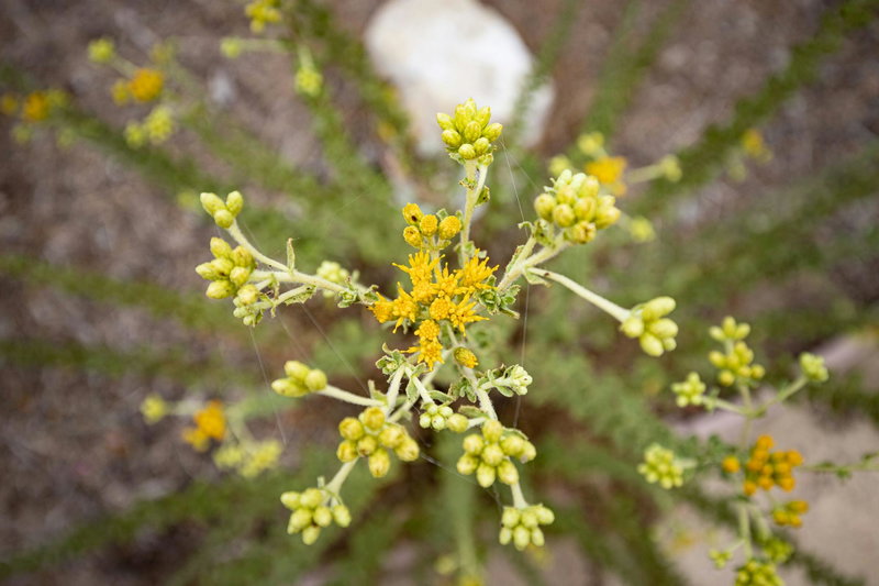 Seaside Woolly Sunflower (Eriophyllum staechadifolium)