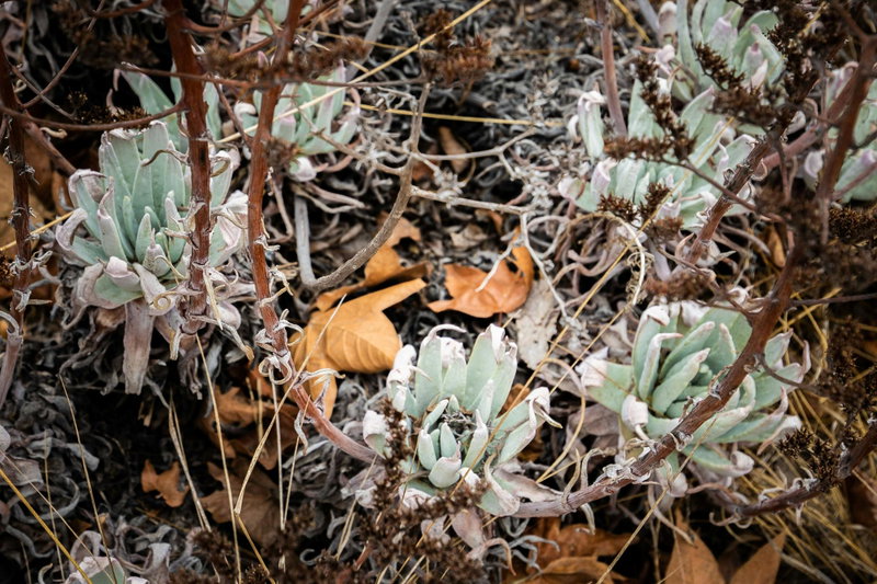 Bright Green Dudleya