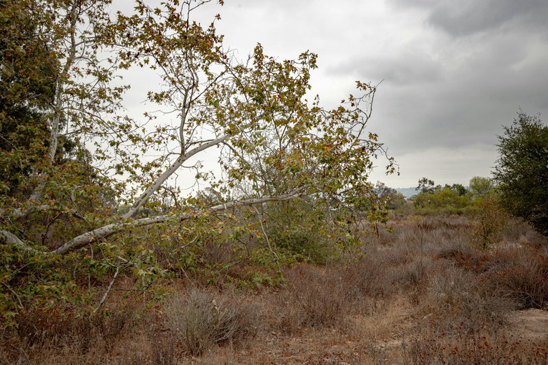 Madrona Marsh