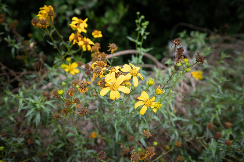 Brittlebush (Encelia farinosa)