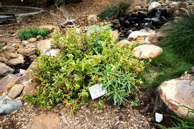 Scarlet Monkeyflower