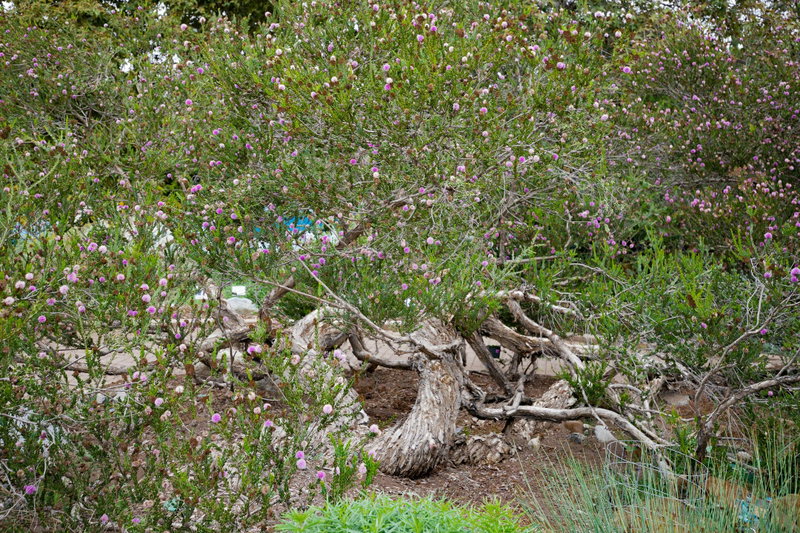 Mauve honey myrtle (Melaleuca nesophila)