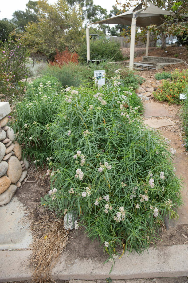 Milkweed