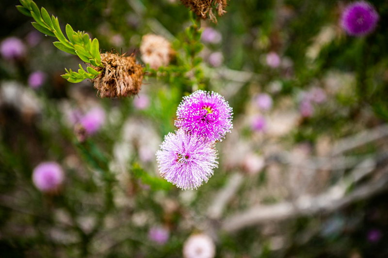 Mauve honey myrtle (Melaleuca nesophila)