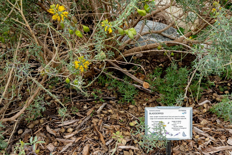 Bladderpod (Peritoma arborea)