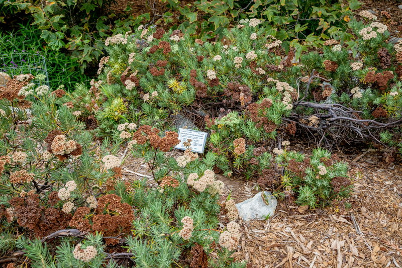 Santa Cruz Island Buckwheat (Eriogonum arborescens)