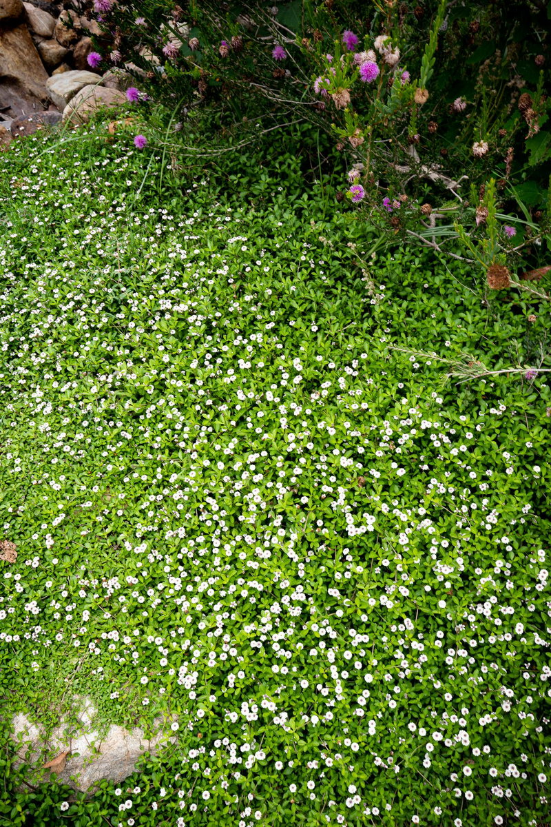 Manhattan Beach Botanical Garden