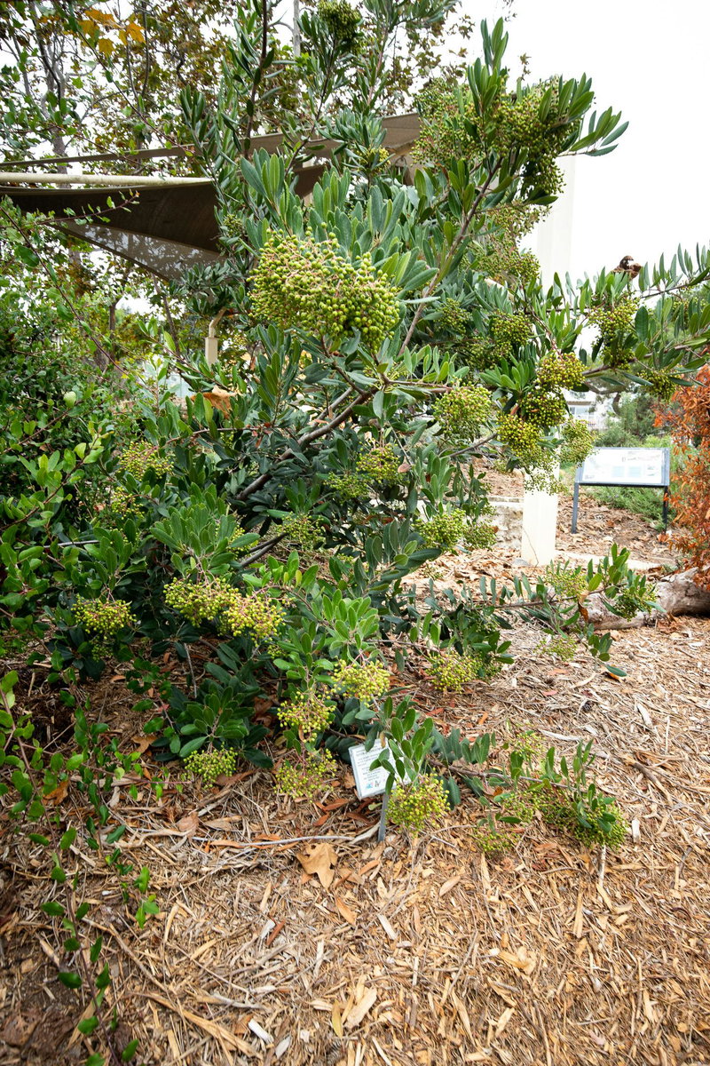 Toyon / Christmas Berry (Heteromeles arbutifolia)