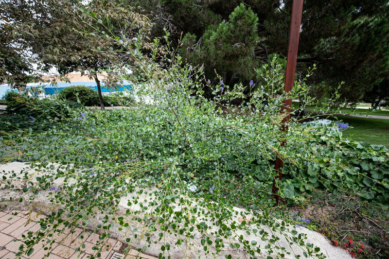 California Lilac (Ceanothus)