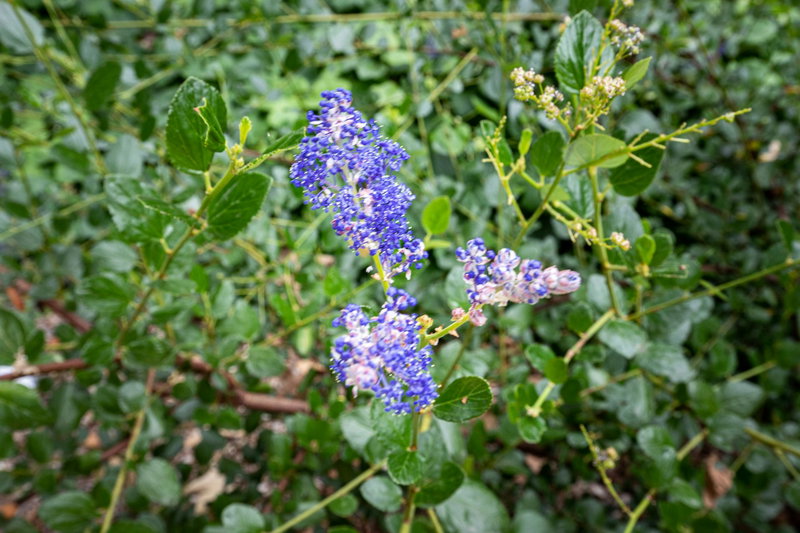 California Lilac (Ceanothus) Flower in Bloom