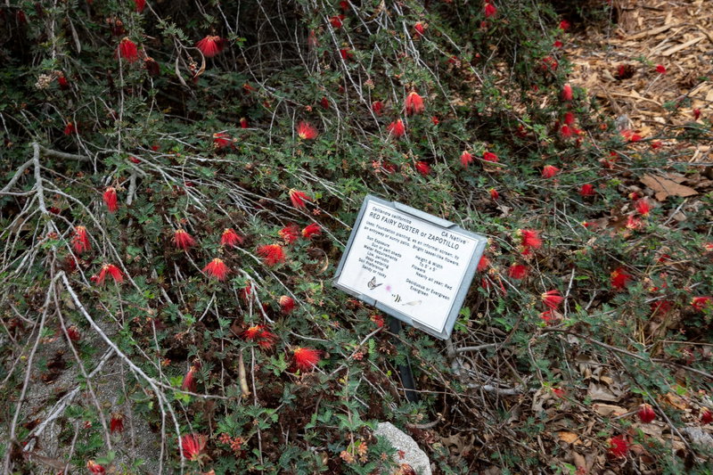 Red Fairyduster (Calliandra eriophylla)