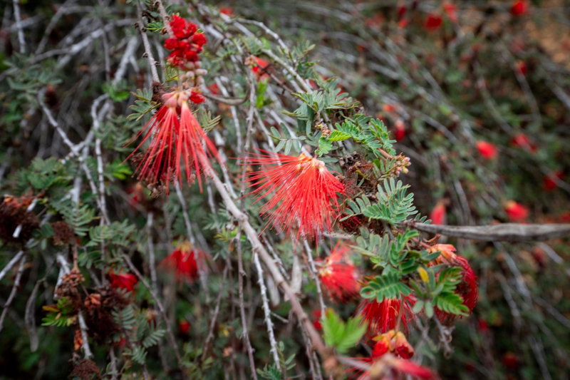Red Fairyduster (Calliandra eriophylla)