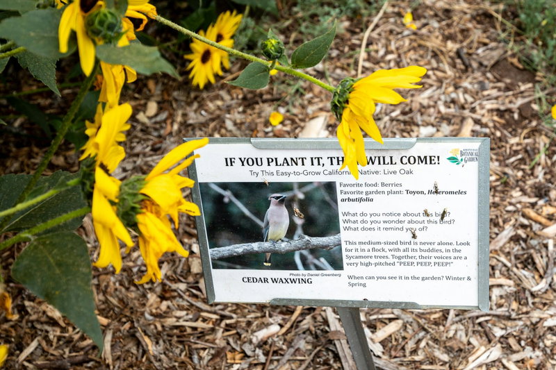 If you plant it, they will come!