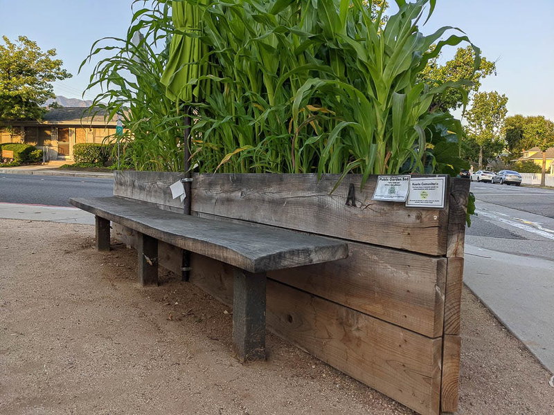 Corn in raised beds