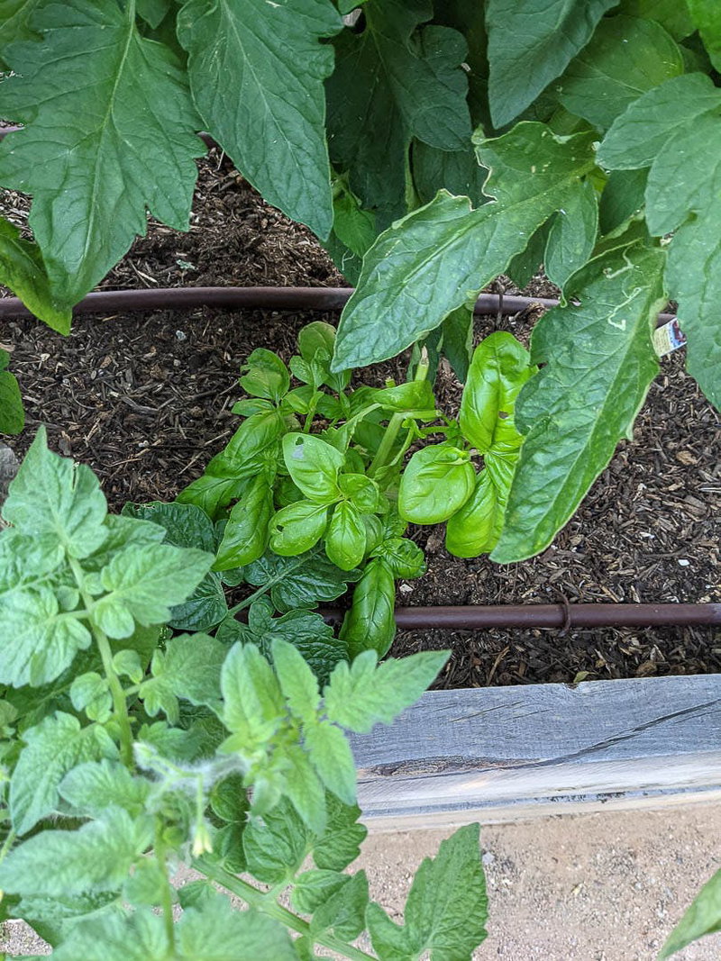 Basil and Tomatoes