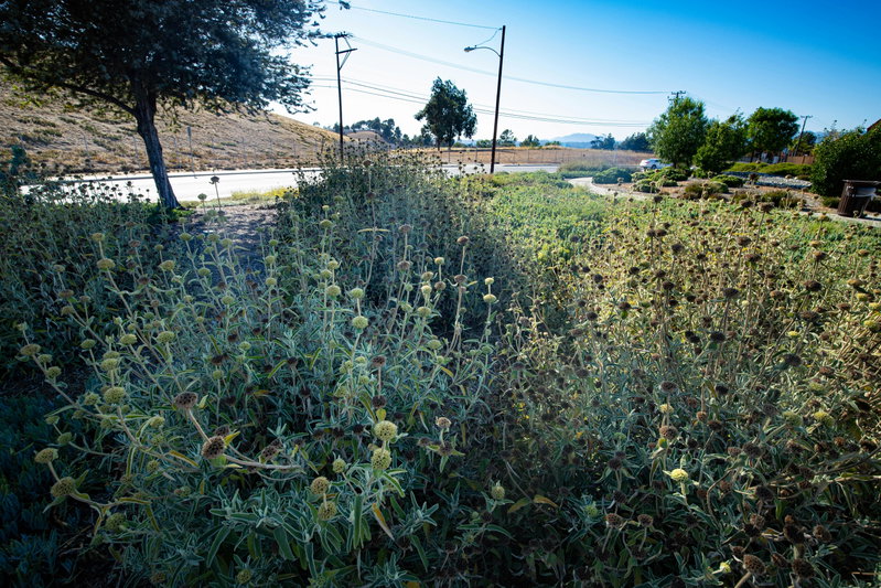 Jerusalem Sage
