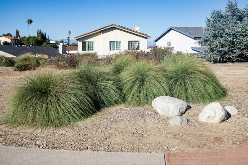 Deer Grass