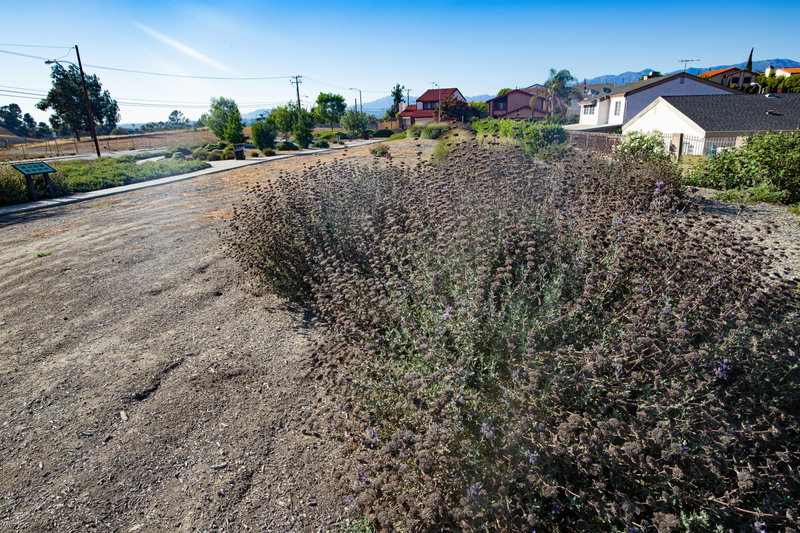 Purple Sage