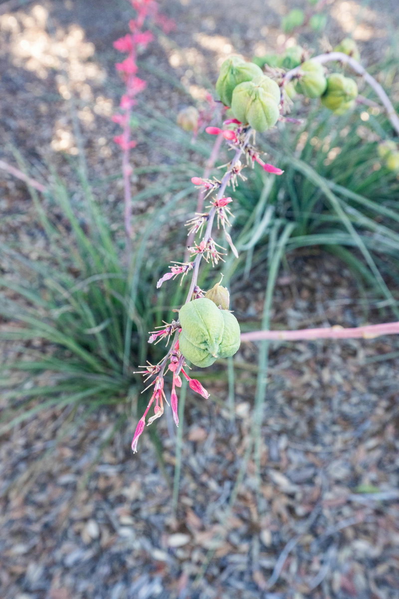 Red Hesperaloe