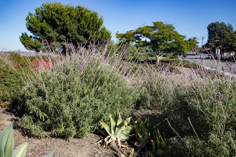 Demonstration Garden