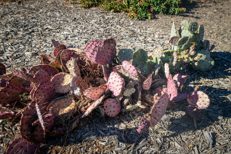 Prickly Pear Cactus