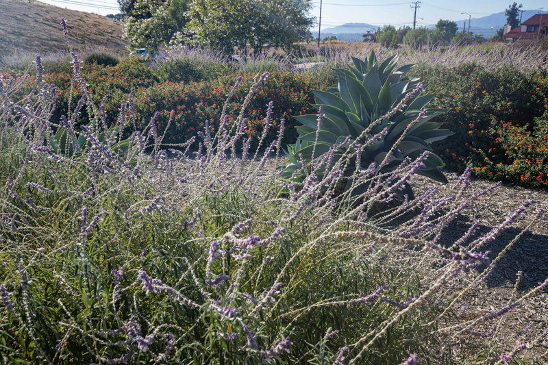 Monterey Park Demonstration Garden