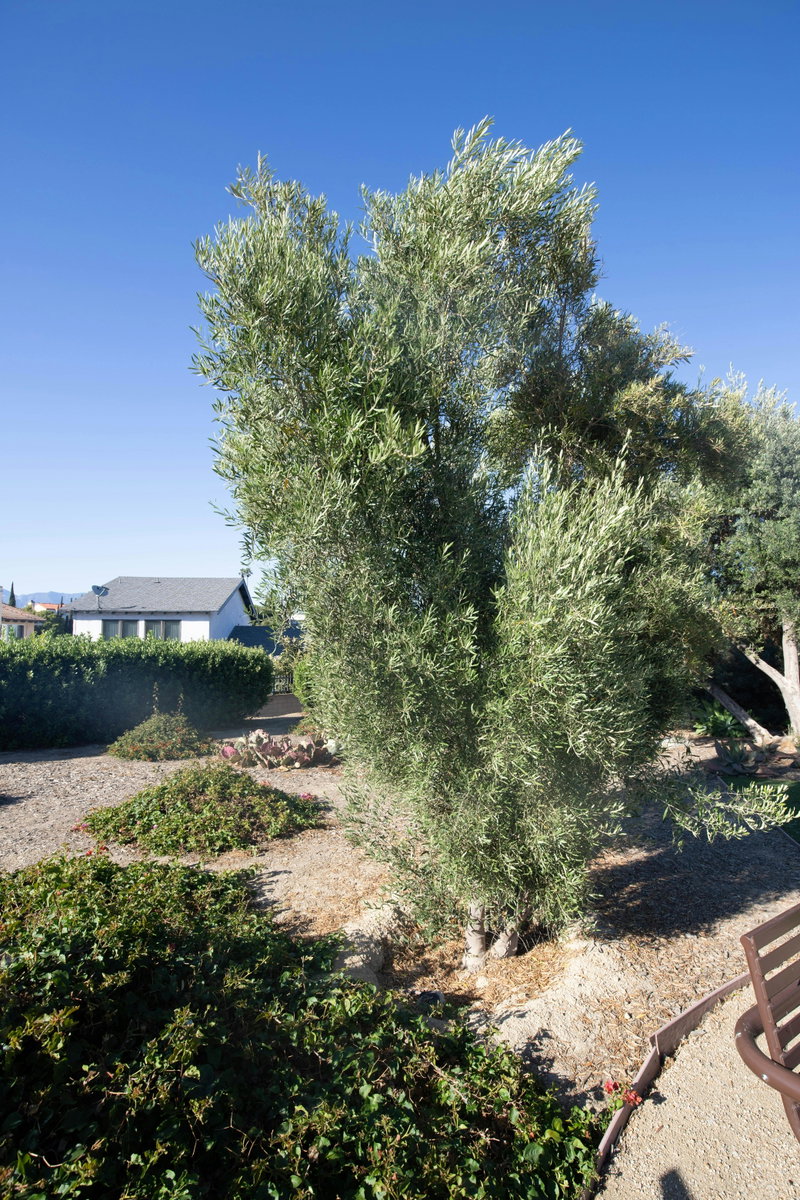 Olive tree