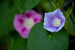 All About Morning Glories