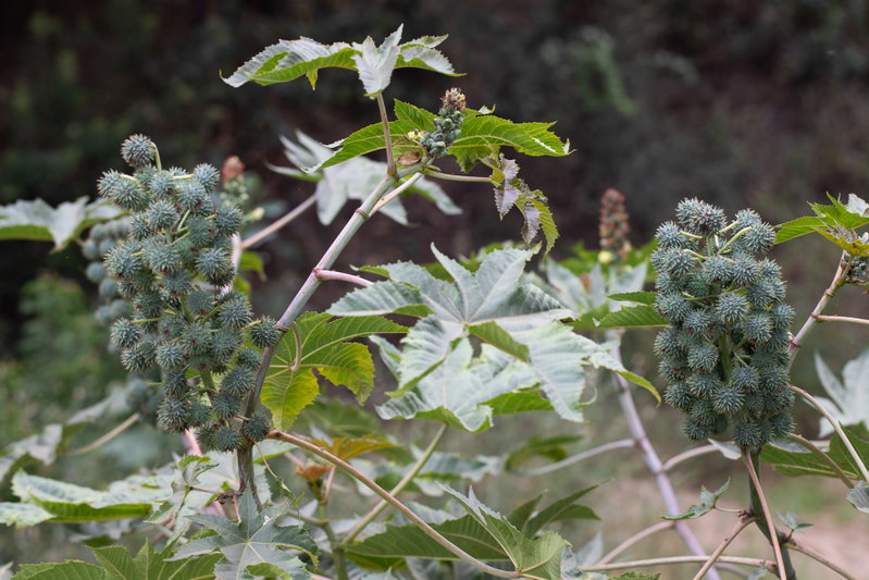 Castor Bean