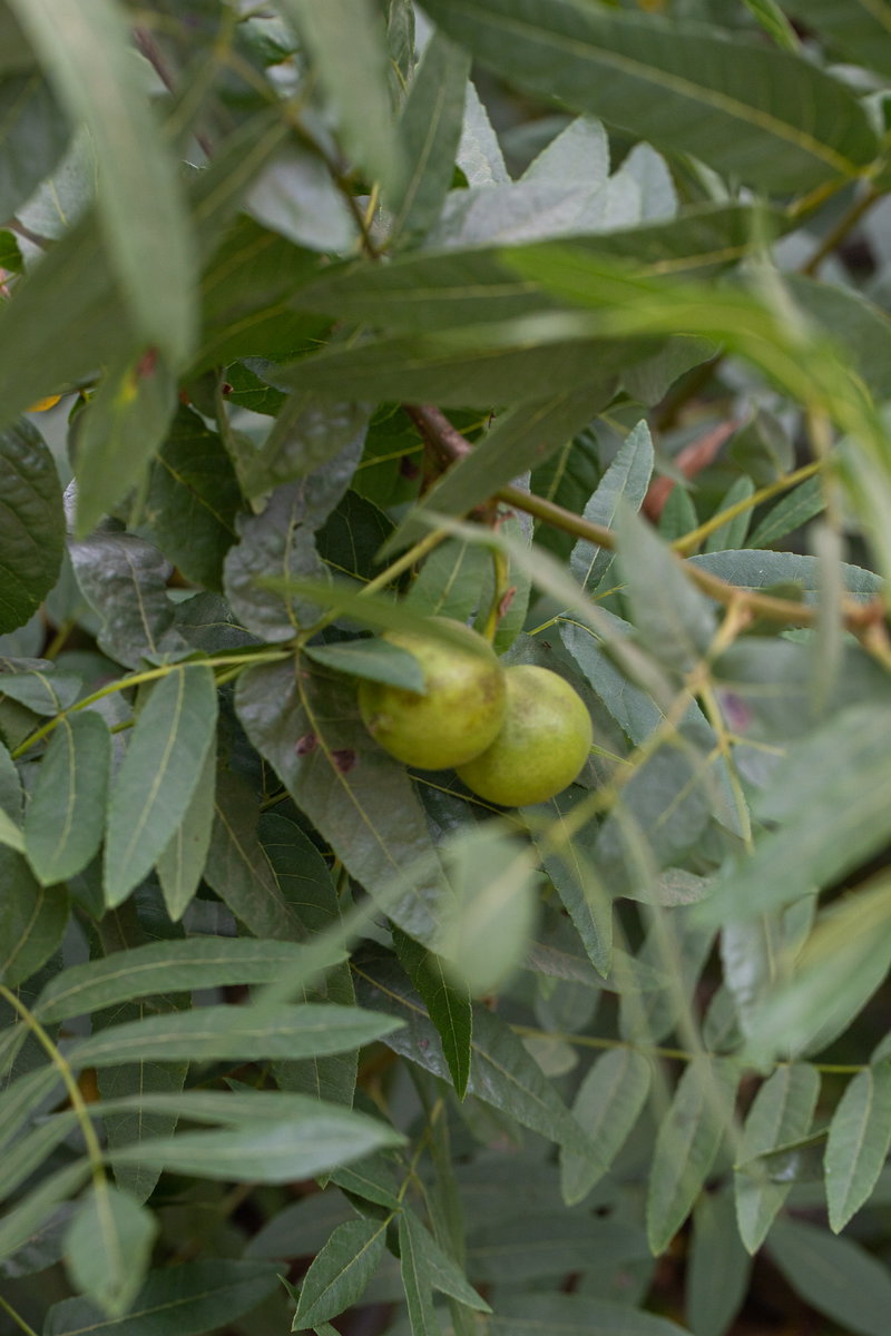 Black Walnut