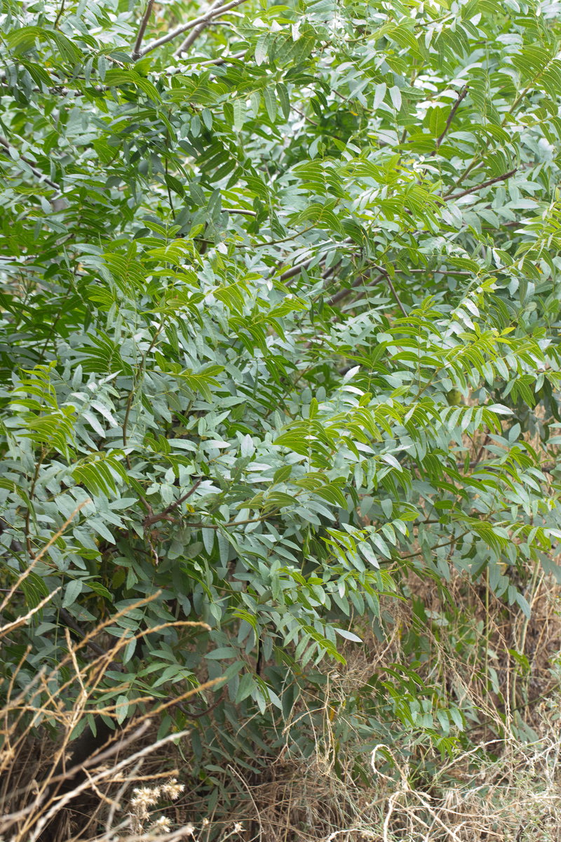 Black Walnut