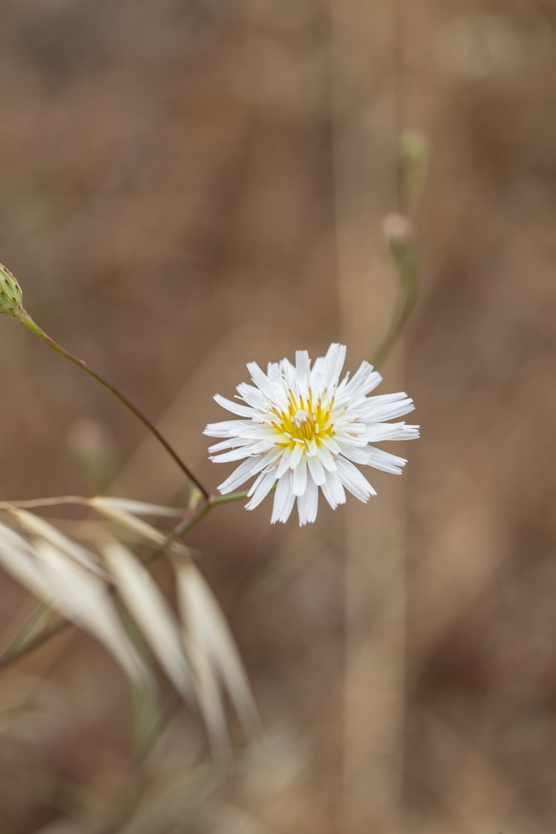 Western chicory