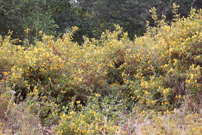 A large patch of Sticky Monkeyflower