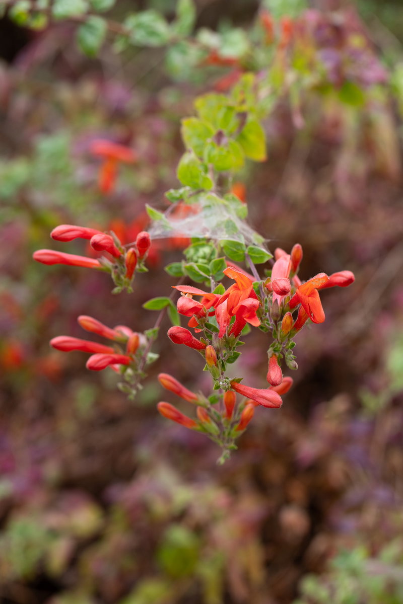 California Fuschia