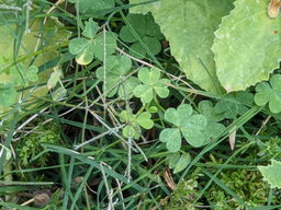 The Weeds