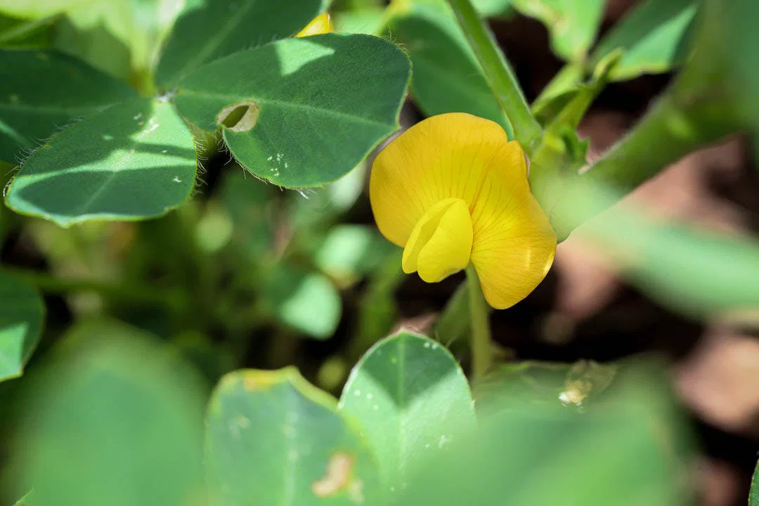 Fabulous Fabaceae: The Pea Family with Bean, Lentils, Pulses and More