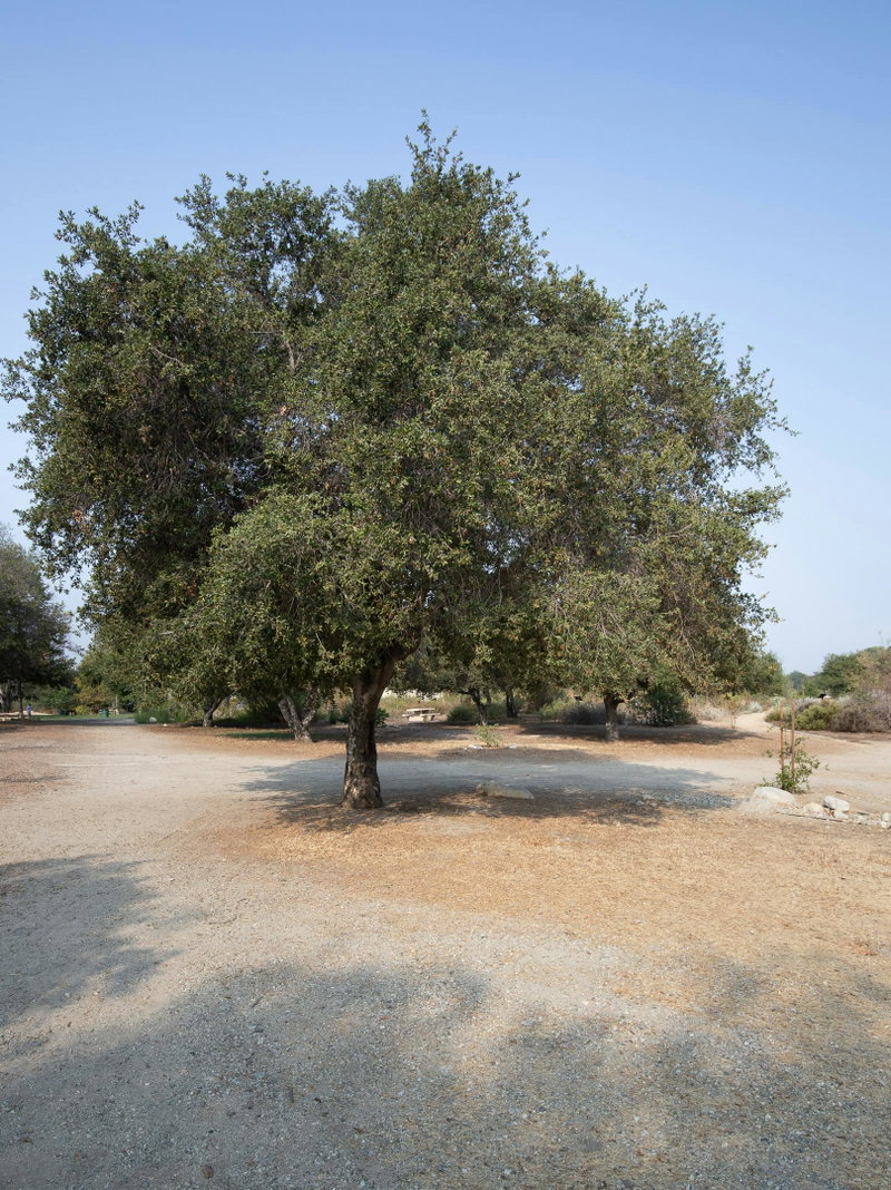 Live Oak