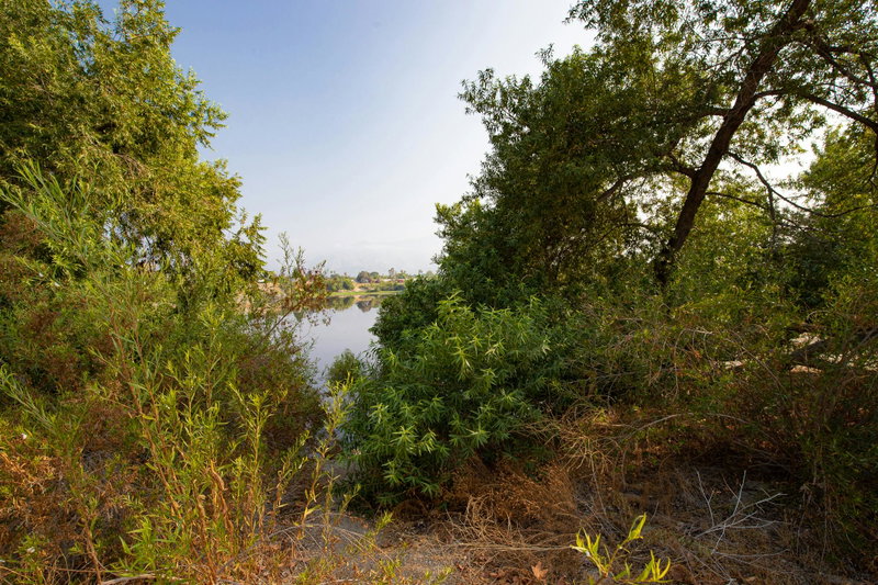 Willows at Mungi Lake