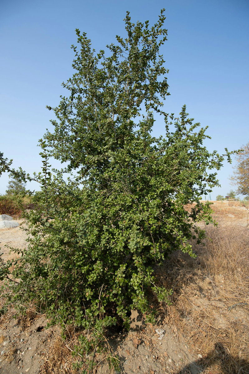 Live Oak