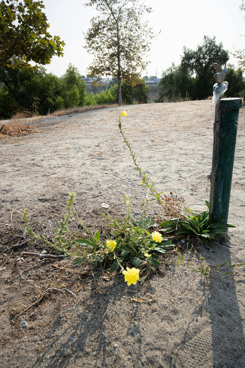 Hooker's Evening Primrose (Oenothera elata)