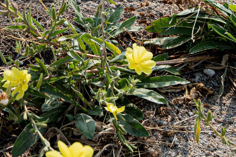 Primrose