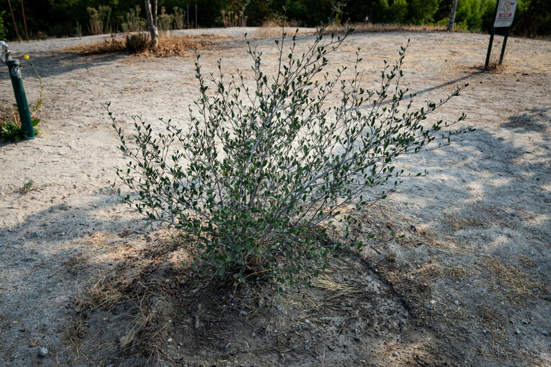Peck Road Water Conservation Park