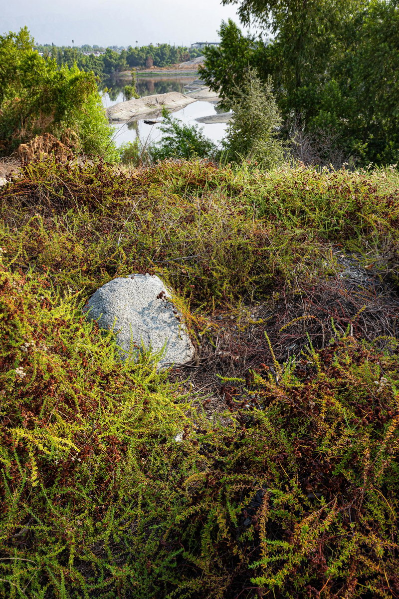 Plants reaping Benefits of Bioswale