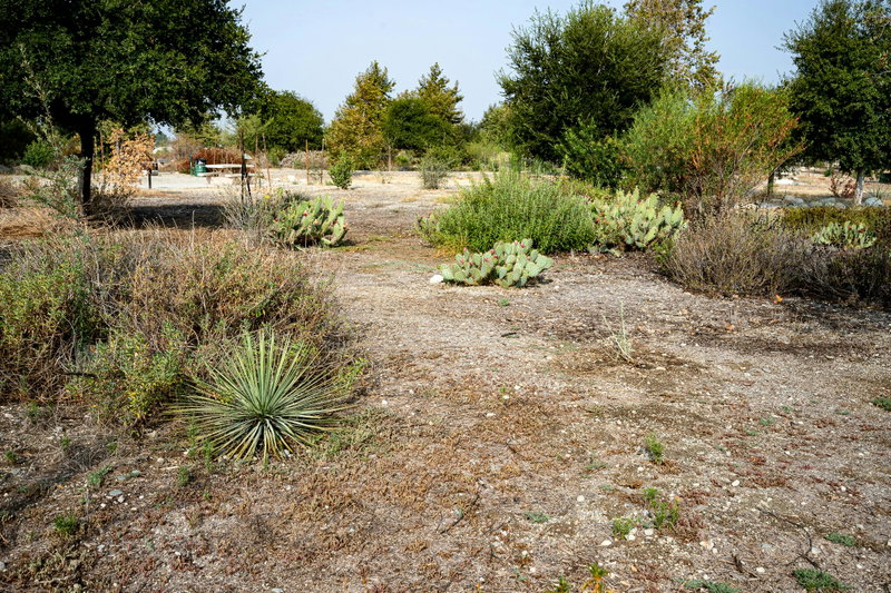 Assortment of Plants
