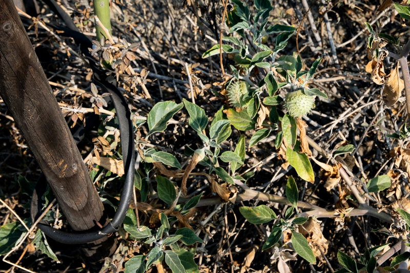 Sacred Datura (Datura wrightii)